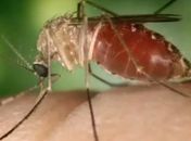 Febre Oropouche é causada pelo mosquito maruim (mosquito-pólvora ou borrachudo) 