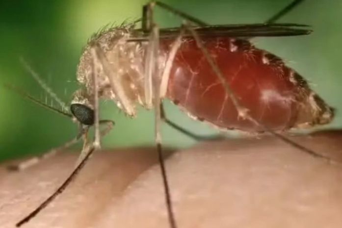 Febre Oropouche é causada pelo mosquito maruim (mosquito-pólvora ou borrachudo) 