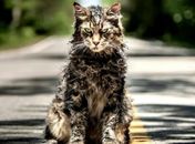 Nova versão de "Cemitério Maldito" está entre as piores adaptações de Stephen King para o cinema