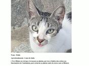 Mais de 20 gatos entram na Justiça contra condomínio que quer impedir presença de animais