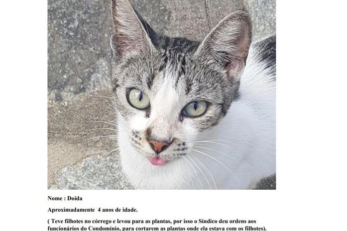 Mais de 20 gatos entram na Justiça contra condomínio que quer impedir presença de animais