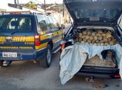 PRF apreende mais de meia tonelada de sururu e massunim