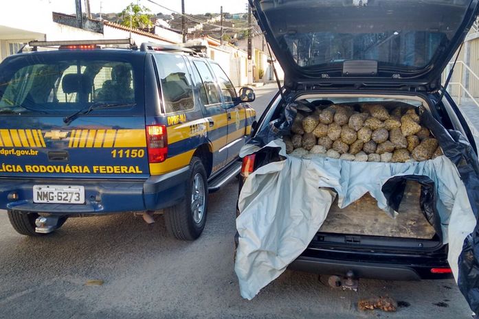 PRF apreende mais de meia tonelada de sururu e massunim