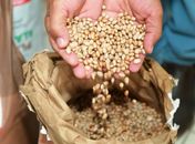 Planta Alagoas abre cadastro do programa de distribuição gratuita de sementes