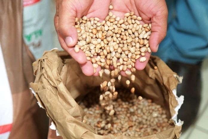 Planta Alagoas abre cadastro do programa de distribuição gratuita de sementes