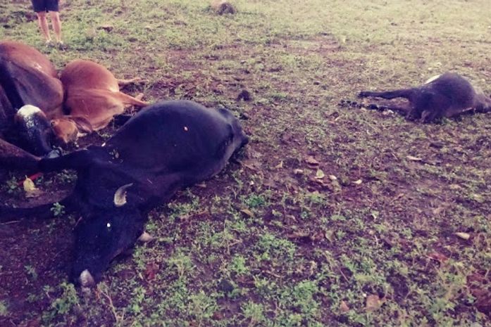 Queda de raio mata gado no Sertão do Estado