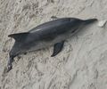 Golfinho da espécie Boto-cinza é encontrado morto na orla de Maceió