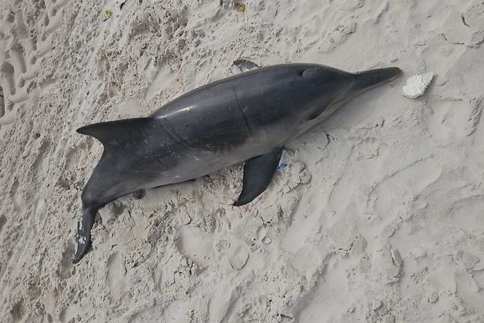 Golfinho da espécie Boto-cinza é encontrado morto na orla de Maceió