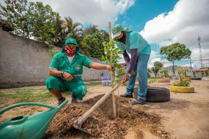 m 2022, Prefeitura de Maceió já realizou o plantio de mais de 2.400 exemplares na capital