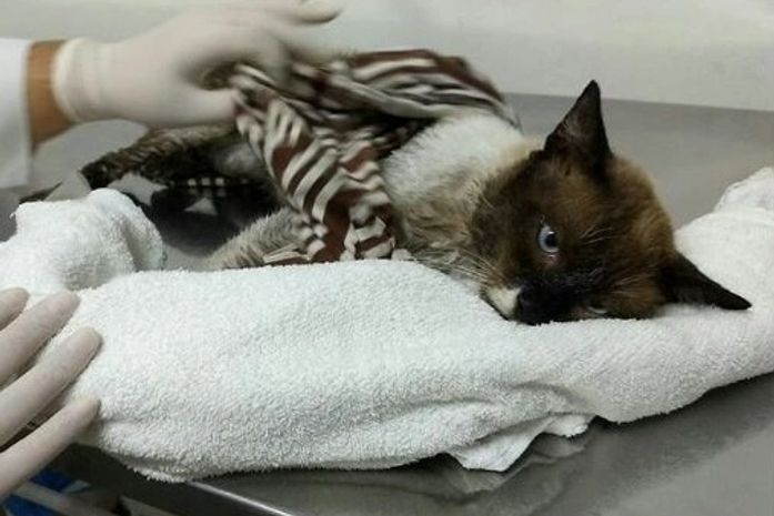 Maus-tratos a animais tem pena maior após aprovação do Senado