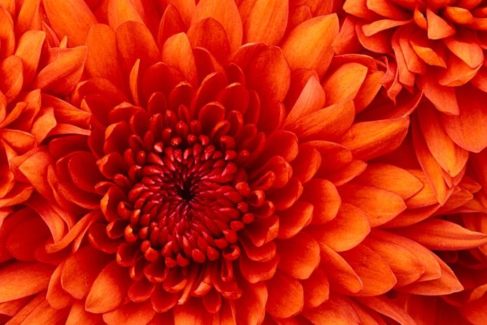 flor