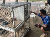 Gabinete da Causa Animal e Zoonoses levam cães e gatos para Feira de Adoção no domingo (15)