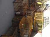 Aves ameaçadas de extinção são apreendidas no bairro do Jacintinho, em Maceió