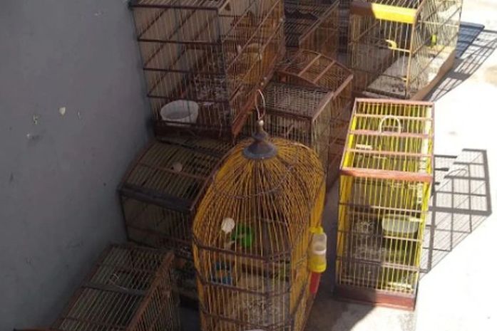 Aves ameaçadas de extinção são apreendidas no bairro do Jacintinho, em Maceió