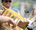 Centro de Triagem recebe animais silvestres entregues voluntariamente durante todo o ano