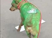 Parlamentares criticam uso de cão 'pintado de verde" em campanha política e caso é denunciado à PC