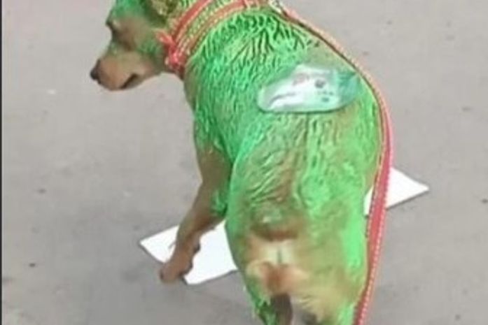 Parlamentares criticam uso de cão 'pintado de verde" em campanha política e caso é denunciado à PC