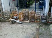 População usa aplicativo do IMA para denunciar animais silvestres em cativeiro