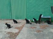 Gatos foram abandonados dentro de residência