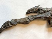 Fóssil do Aratasaurus museunacionali, dinossauro descoberto no Ceará