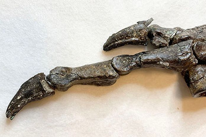 Fóssil do Aratasaurus museunacionali, dinossauro descoberto no Ceará