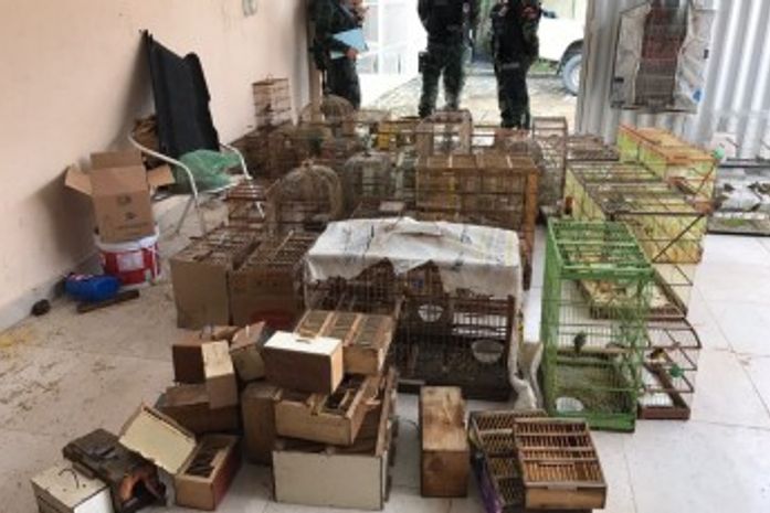 Pássaros apreendidos em residência no bairro do Tabuleiro
