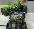 Operação apreende mais de 30 pés de maconha em laboratório de drogas no Litoral Sul de AL