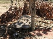 Animal foi encontrado morto