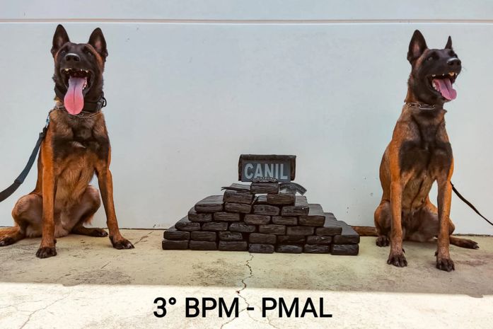 Droga foi encontrada com ajuda de cães farejadores