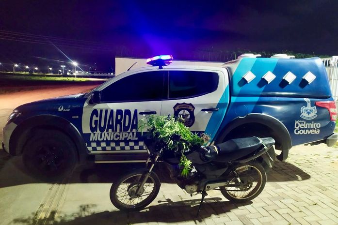 Ameaça Frustrada: Guarda Municipal prende suspeito e descobre plantação de maconha

