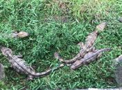 Foram encontrados 144 animais, cinco estavam mortos.