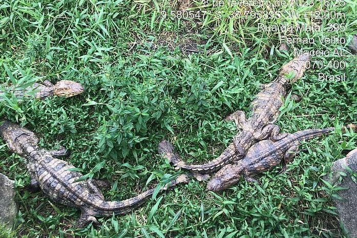 Foram encontrados 144 animais, cinco estavam mortos.