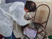Trabalho de atendimento clínico domiciliar a cães e gatos foi selecionado para prêmio nacional. 
