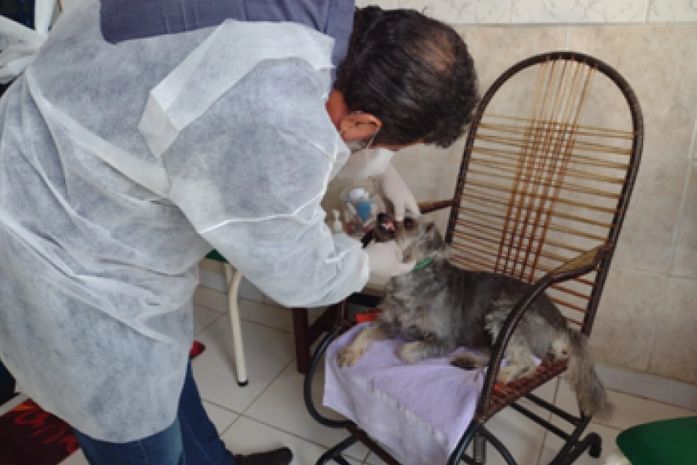 Trabalho de atendimento clínico domiciliar a cães e gatos foi selecionado para prêmio nacional.