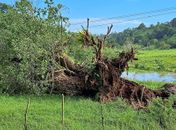 Árvore cai sobre rede elétrica e paralisa captação de água do Pratagy