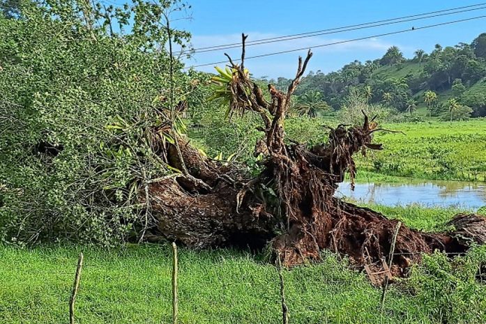 Árvore cai sobre rede elétrica e paralisa captação de água do Pratagy