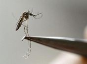 Aedes aegypti