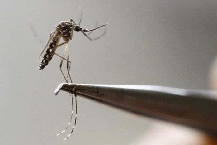 Aedes aegypti