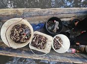 PM flagra grupo que realizava captura proibida de caranguejo-uçá