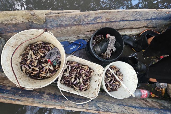 PM flagra grupo que realizava captura proibida de caranguejo-uçá