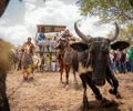 Girau do Ponciano se prepara para mais uma edição da tradicional Festa do Vaqueiro