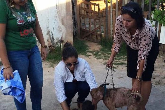 Cães foram resgatados
