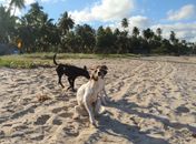 Alagoas promove Campanha de Vacinação Antirrábica para cães e gatos a partir desta segunda-feira
