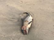 Golfinho foi encontrado em praia de Maragogi