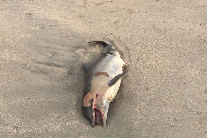 Golfinho foi encontrado em praia de Maragogi