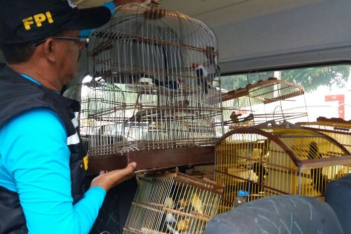Fiscalização preventiva apreende passáros em feira de Arapiraca