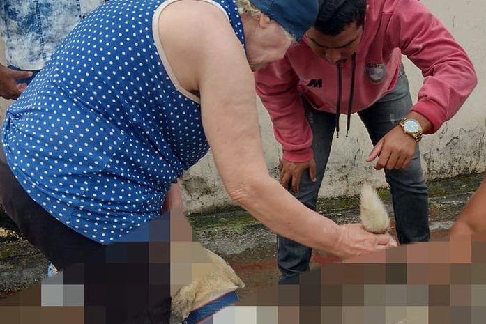 Animal foi encontrado por moradores sangrando e ferido