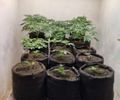 Polícia Civil descobre laboratório usado para cultivo e refinamento de maconha em Maceió; veja vídeo