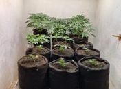 Polícia Civil descobre laboratório usado para cultivo e refinamento de maconha em Maceió; veja vídeo