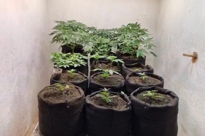 Polícia Civil descobre laboratório usado para cultivo e refinamento de maconha em Maceió; veja vídeo